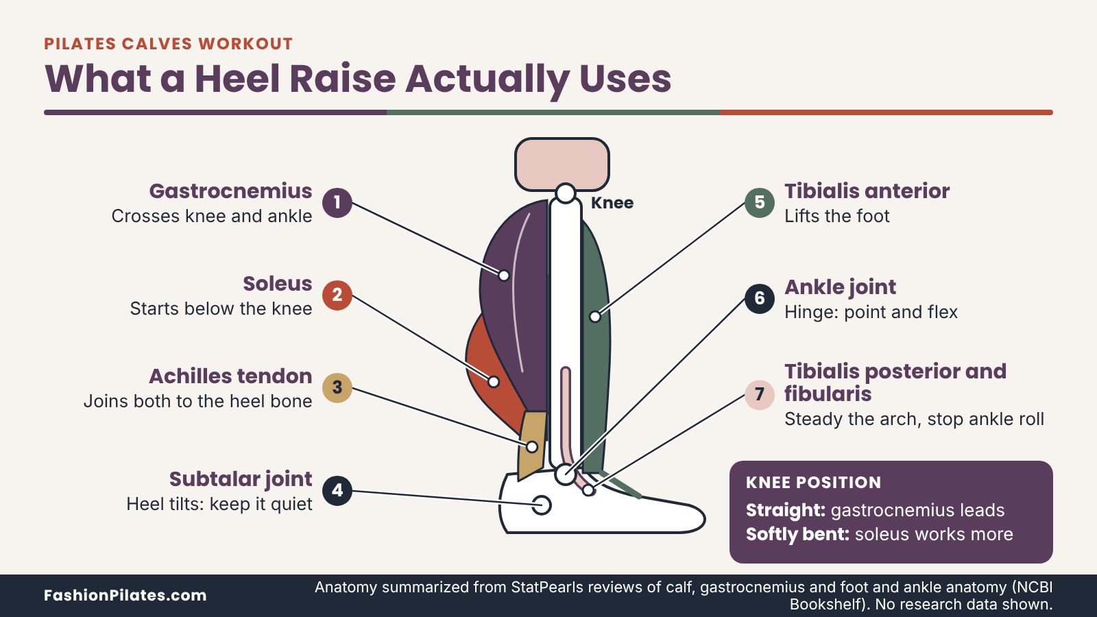 Side-view lower leg diagram labeling the calf muscles, Achilles tendon and ankle joints used in a pilates calves workout